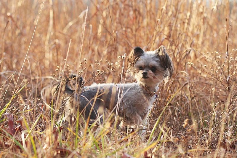 26 Popular Doodle Dog Mixes Loved for Their Personality and Charm 25 Chipoo