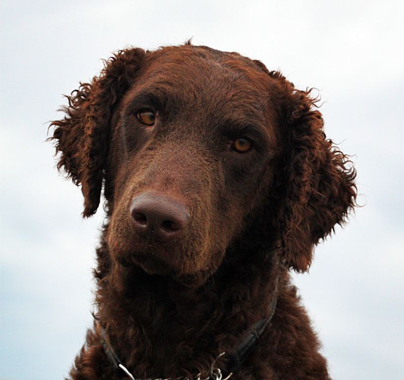 25 Bird Dog Breeds That Balance Hunting Instincts with Family Life 18 Curly-Coated Retriever