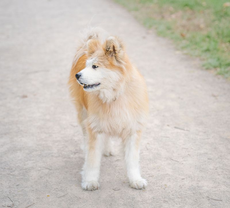 10 dog breeds that thrive when the weather turns cold - plus 4 that start looking for the warmest spot 9 Akita