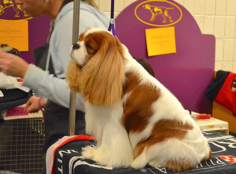 Cavalier King Charles Spaniel