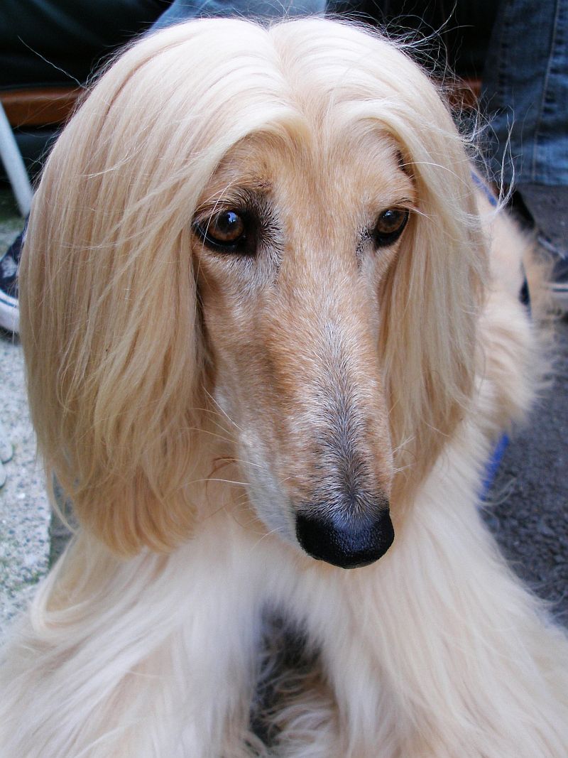 12 Cute Dog Breeds Beloved for Their Iconic Long, Floppy Ears 8 Afghan Hound