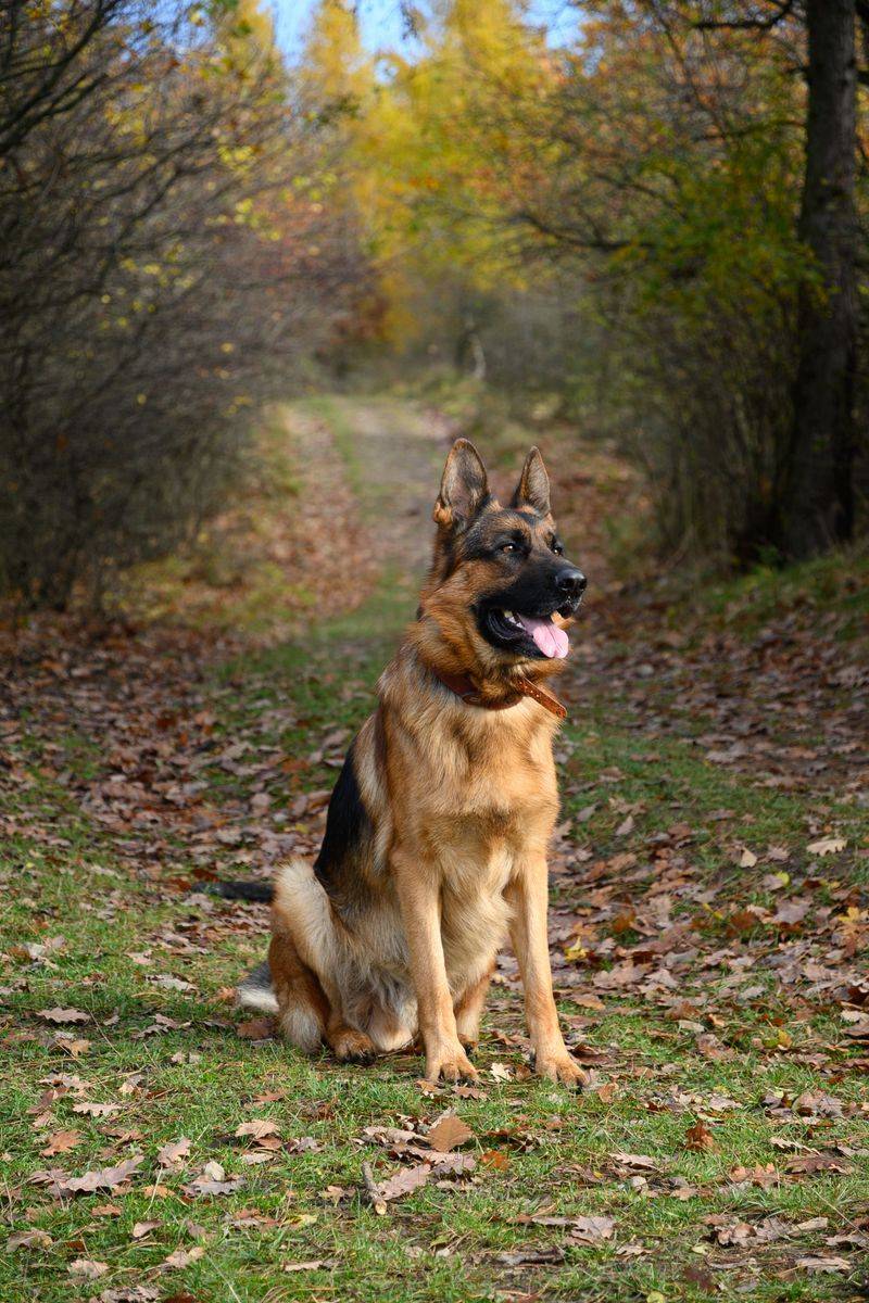 German Shepherd