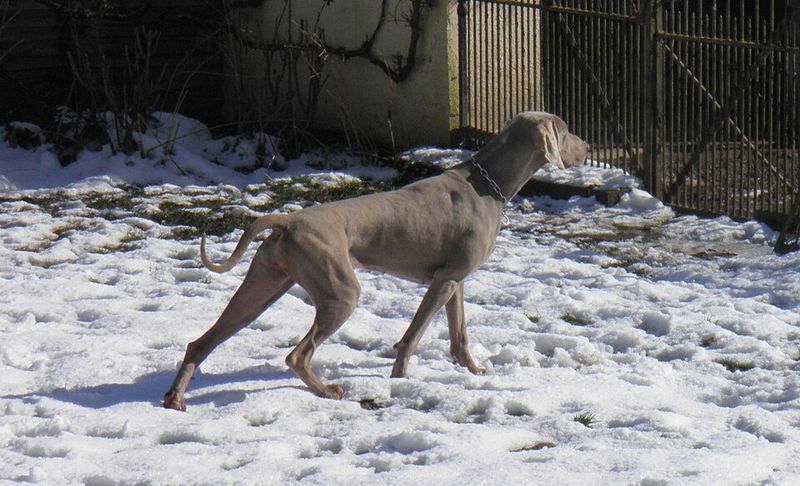 18 dog breeds that quietly compete for your attention every day 16 Weimaraner