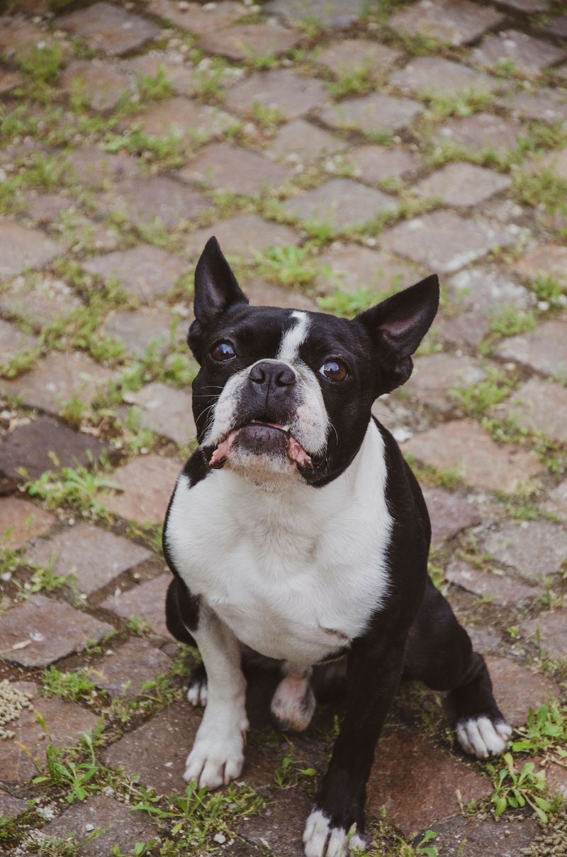 Some dogs need life arranged around them - These breeds are generally better at meeting owners halfway 6 Boston Terrier
