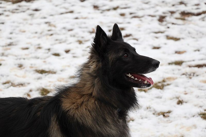 14 dog breeds people used to love but are now quietly abandoning 15 Belgian Tervuren
