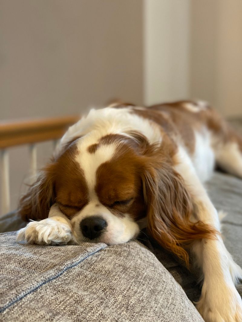 Cavalier King Charles Spaniel