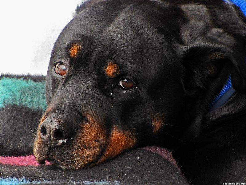 12 Dog Breeds That Approach Border Collie-Level Intelligence (and 13 Close Followers) 9 Rottweiler