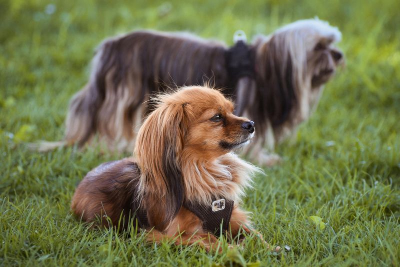 Tibetan Spaniel