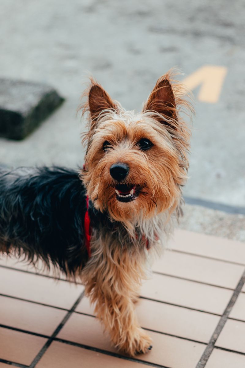 Some dogs leave us far too soon - These breeds often have time on their side 9 Yorkshire Terrier