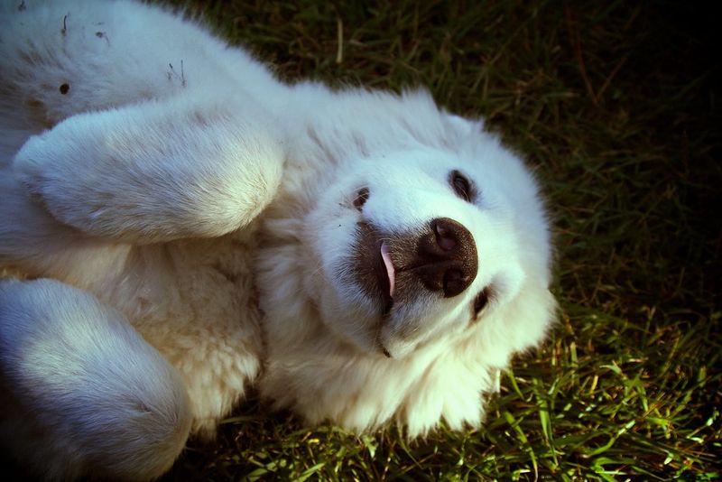 10 dog breeds that look relaxed until they think something feels off 8 Great Pyrenees