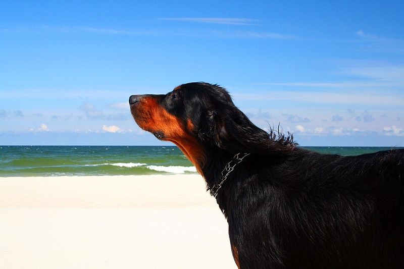 11 Breeds Vets See Most Often With “Weekend Warrior” Injuries From Overexcited Owners 2 Gordon Setter
