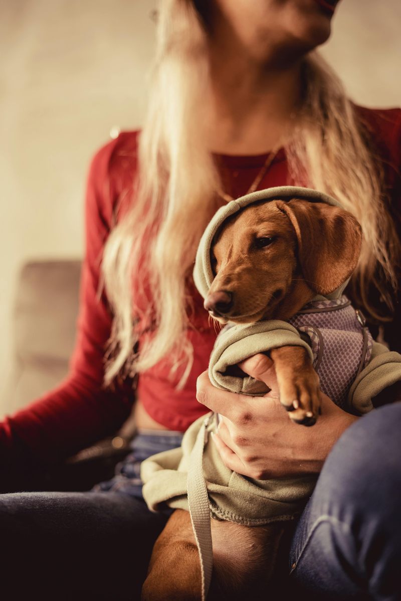 27 Dog Breeds That Prefer People Over Other Dogs 18 Dachshund