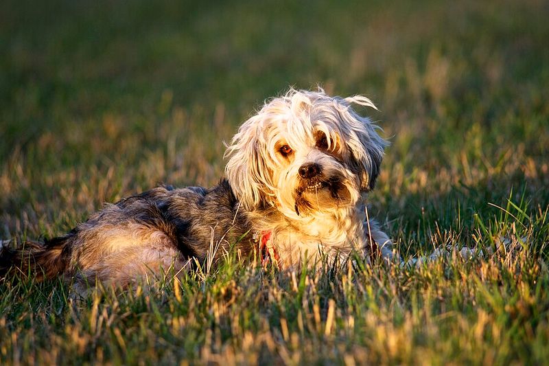Patience often reveals the very best qualities these dog breeds have to offer 12 Tibetan Terrier