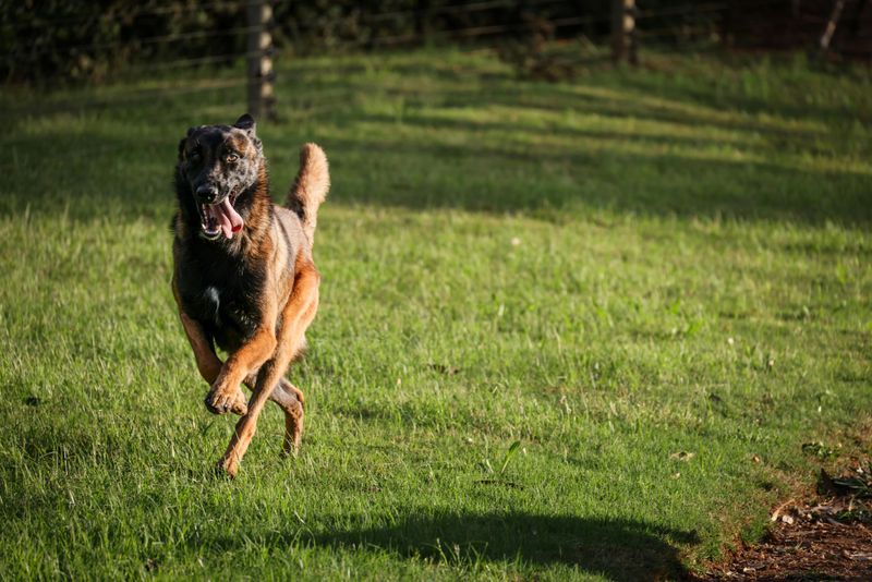 Belgian Malinois