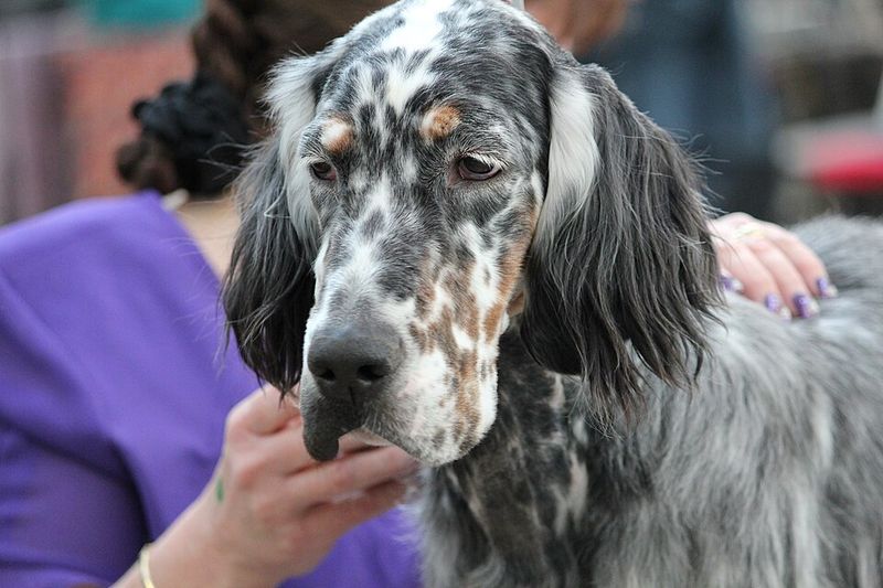 English Setter