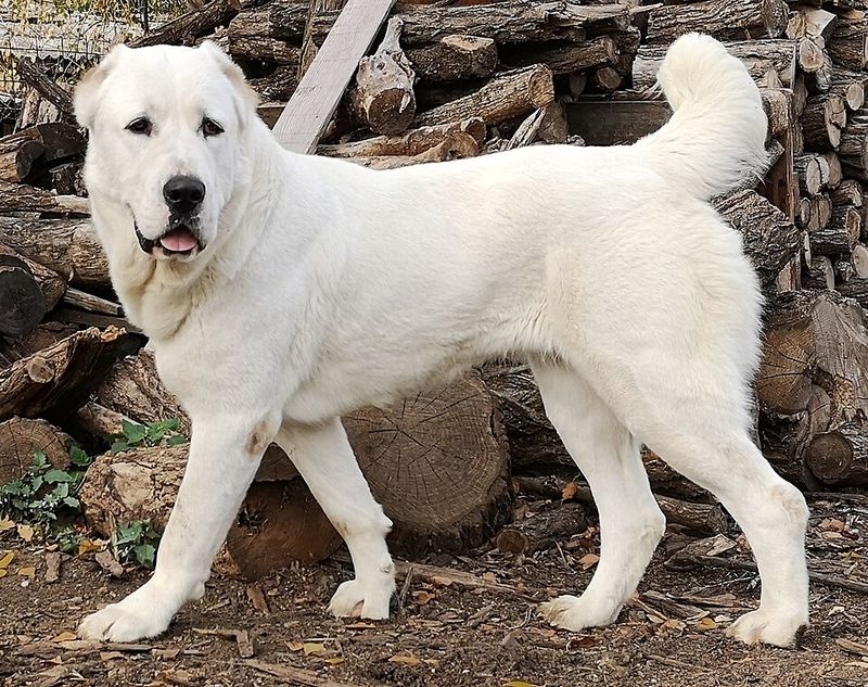 27 Dog Breeds That Closely Resemble Wolves in Looks and Temperament 26 Alabai (Central Asian Shepherd Dog)