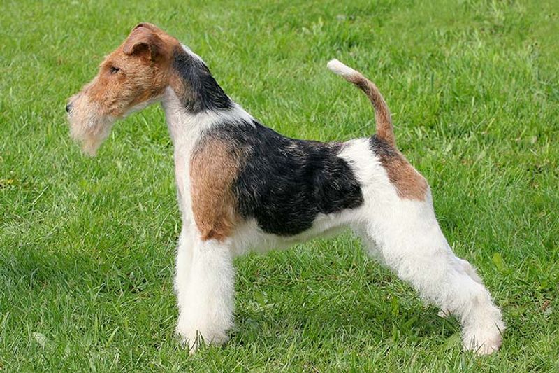 17 Dog Breeds That Are Surprisingly Difficult to Train 17 Fox Terrier