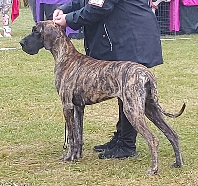 12 emotionally loyal dog breeds that connect deeply in subtle ways 12 Great Dane