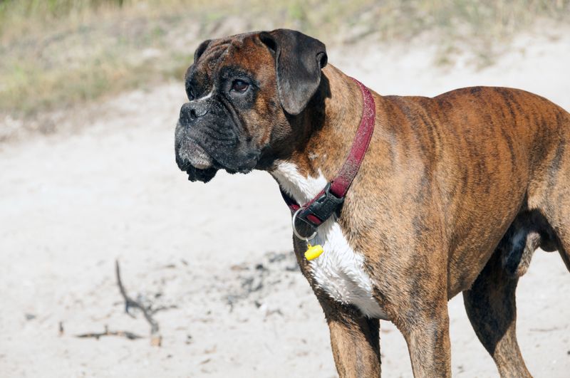 16 breeds that get offended when you stop petting them 16 Boxer