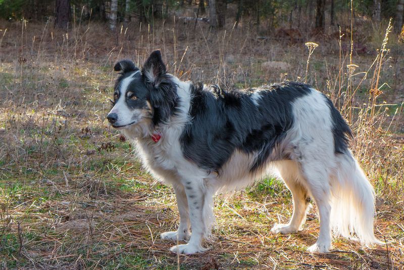 Owners often notice these dog breeds reacting to emotions others completely miss 8 Border Collie