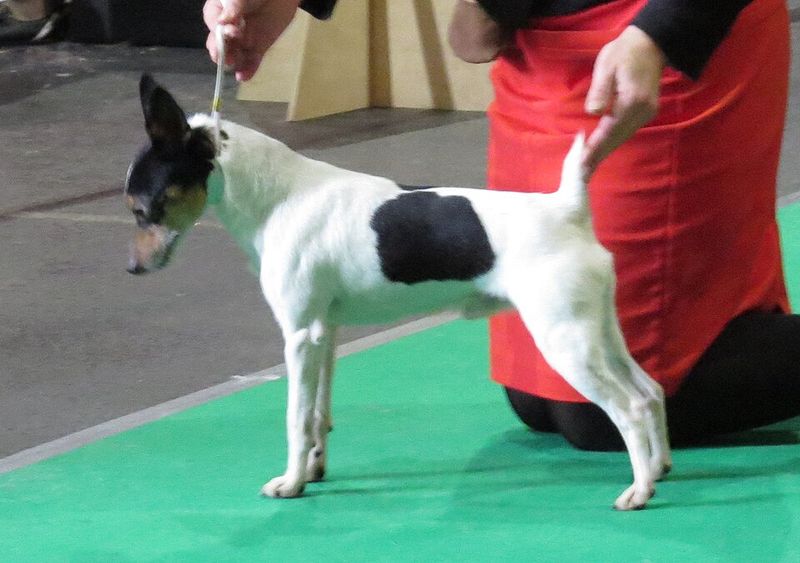 One toy is all it takes for these 18 dog breeds to lose all perspective 17 Toy Fox Terrier
