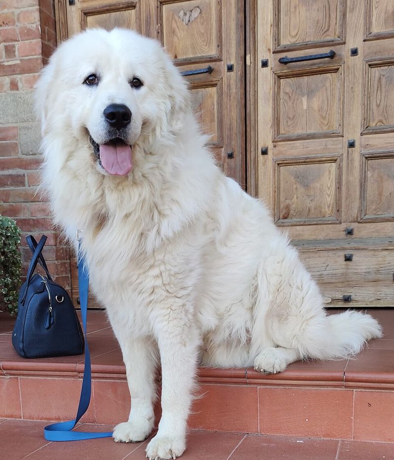 Give these dog breeds room, purpose, and outdoor work - then watch their instincts come alive 11 Great Pyrenees