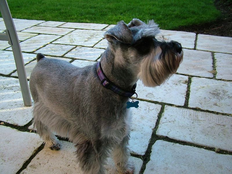 15 tidy dogs that somehow combine cleanliness with a bossy streak 4 Miniature Schnauzer