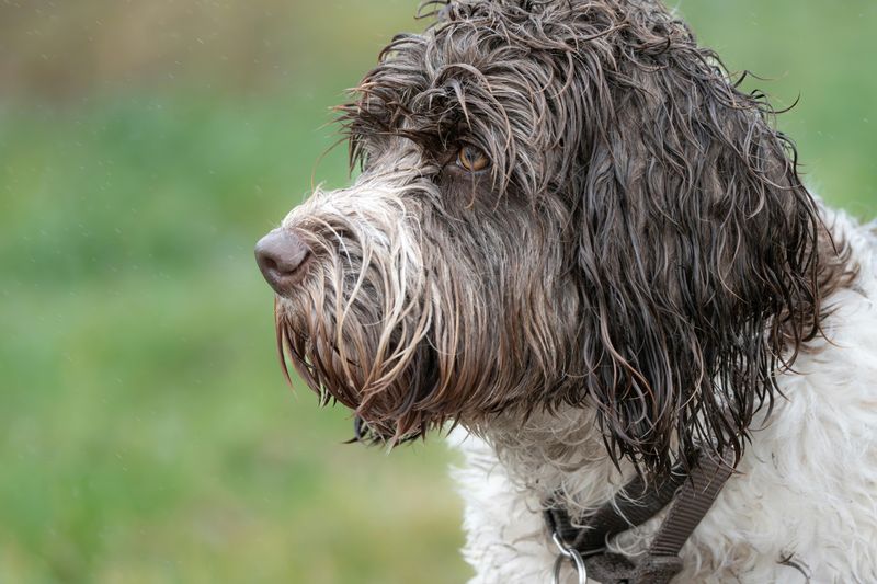 Tired of fur everywhere? These 10 low-shedding breeds are winning owners over fast 6 Portuguese Water Dog