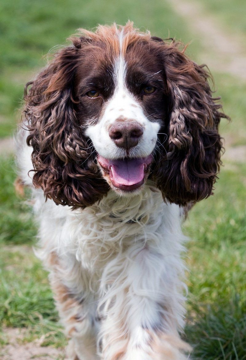 Cocker Spaniel