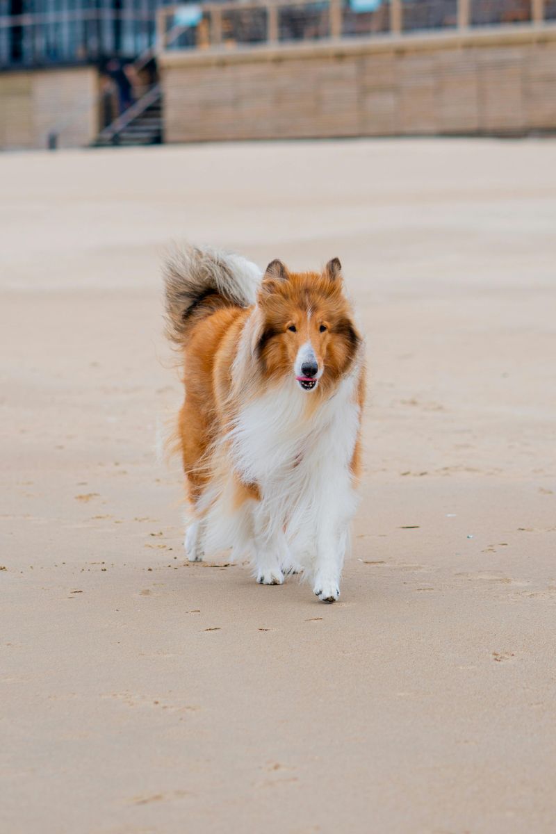 Collie