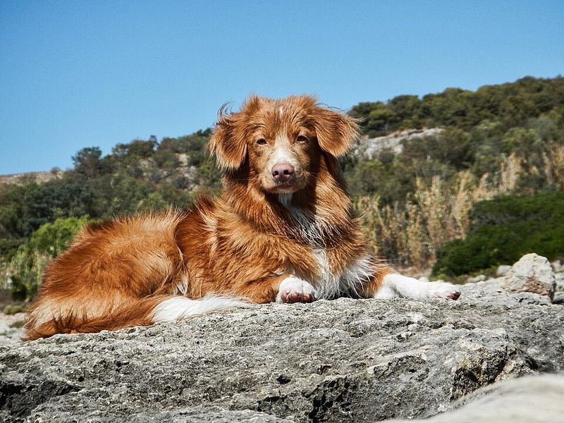 Nova Scotia Duck Tolling Retriever