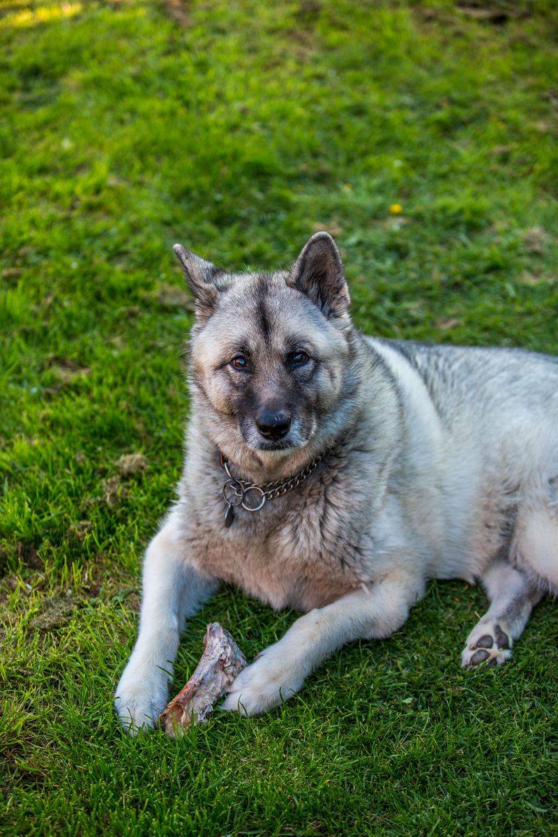 Confidence travels with these dog breeds wherever life takes them 10 Norwegian Elkhound