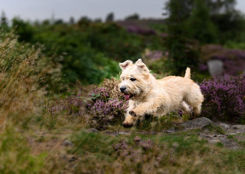 24 Distinctive Dog Breeds You Don’t See Every Day 24 Glen of Imaal Terrier