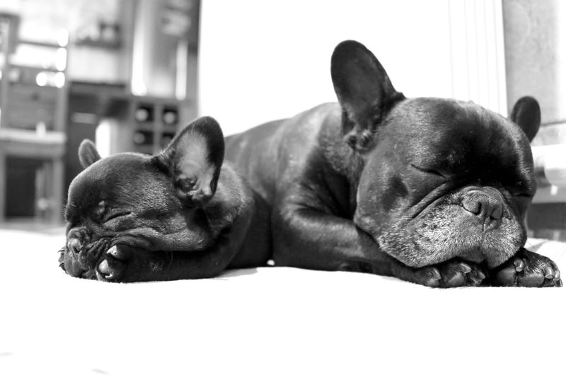 13 dog breeds known for their high adoption and ownership costs 2 French Bulldog
