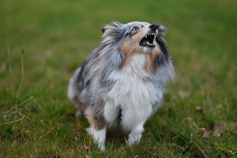 11 dogs that treat neighborhood noise like information - while everyone else hears background sound 7 Shetland Sheepdog