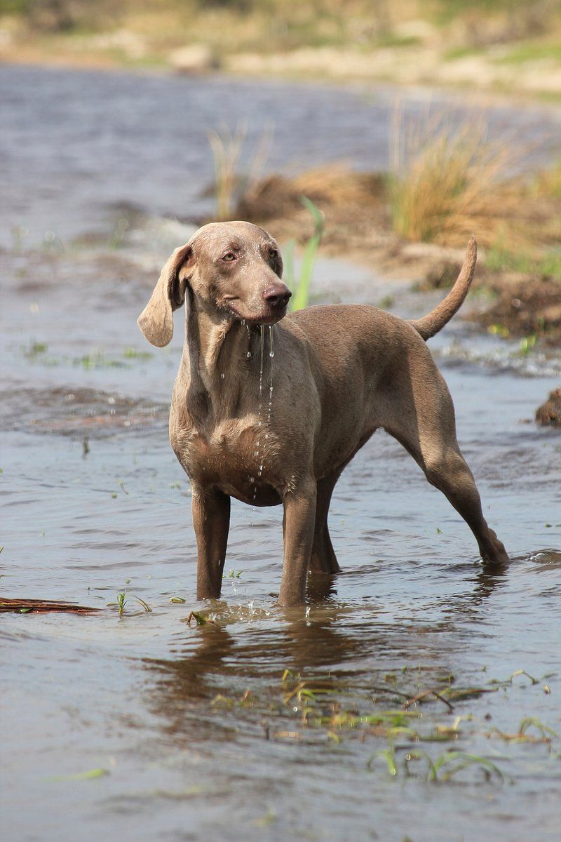 19 dog breeds that stand out the most in crowded public places without even trying 11 Weimaraner