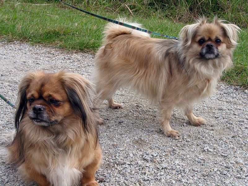14 Dog Breeds That Can Turn a Bad Day Around With Just One Look 9 Tibetan Spaniel