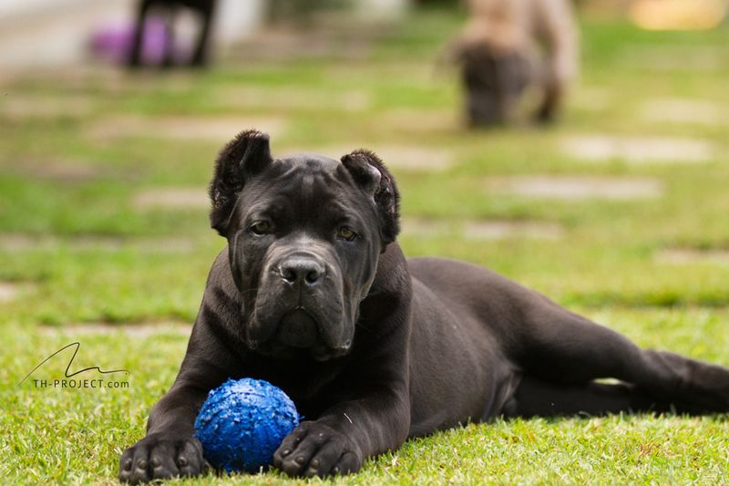 11 dog breeds people fear the most - plus 3 lovable dogs unfairly dragged into the conversation 2 Cane Corso