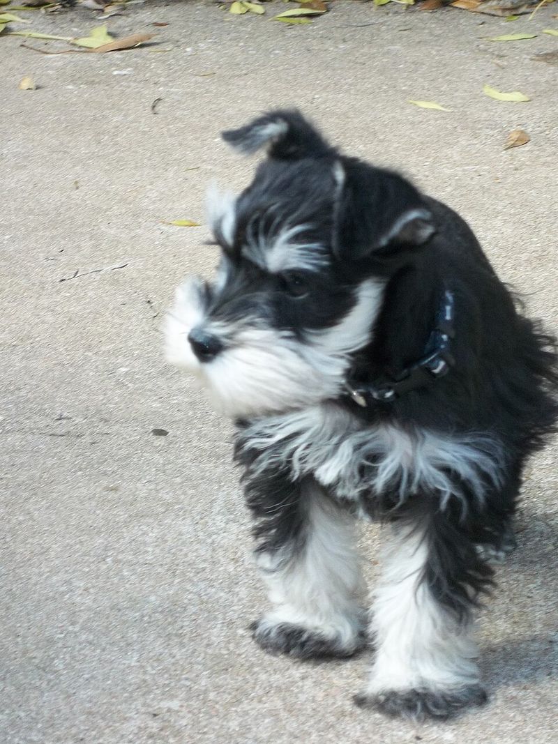 Miniature Schnauzer