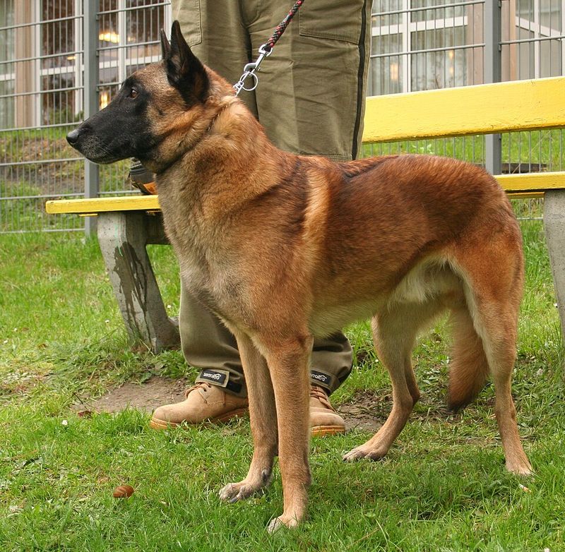 11 easygoing dog breeds seniors love, plus 3 that demand much more energy 13 Belgian Malinois