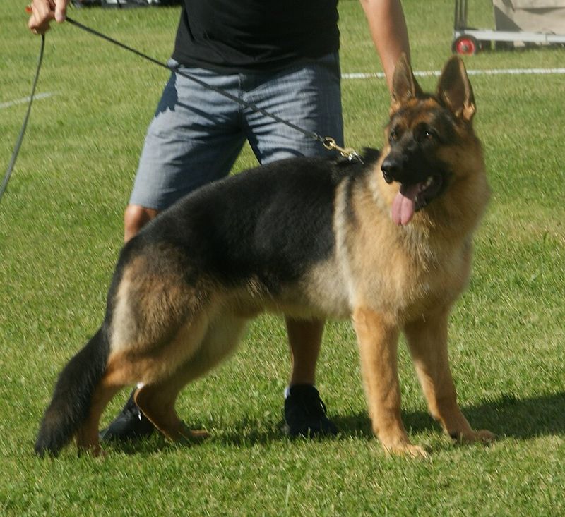 German Shepherd