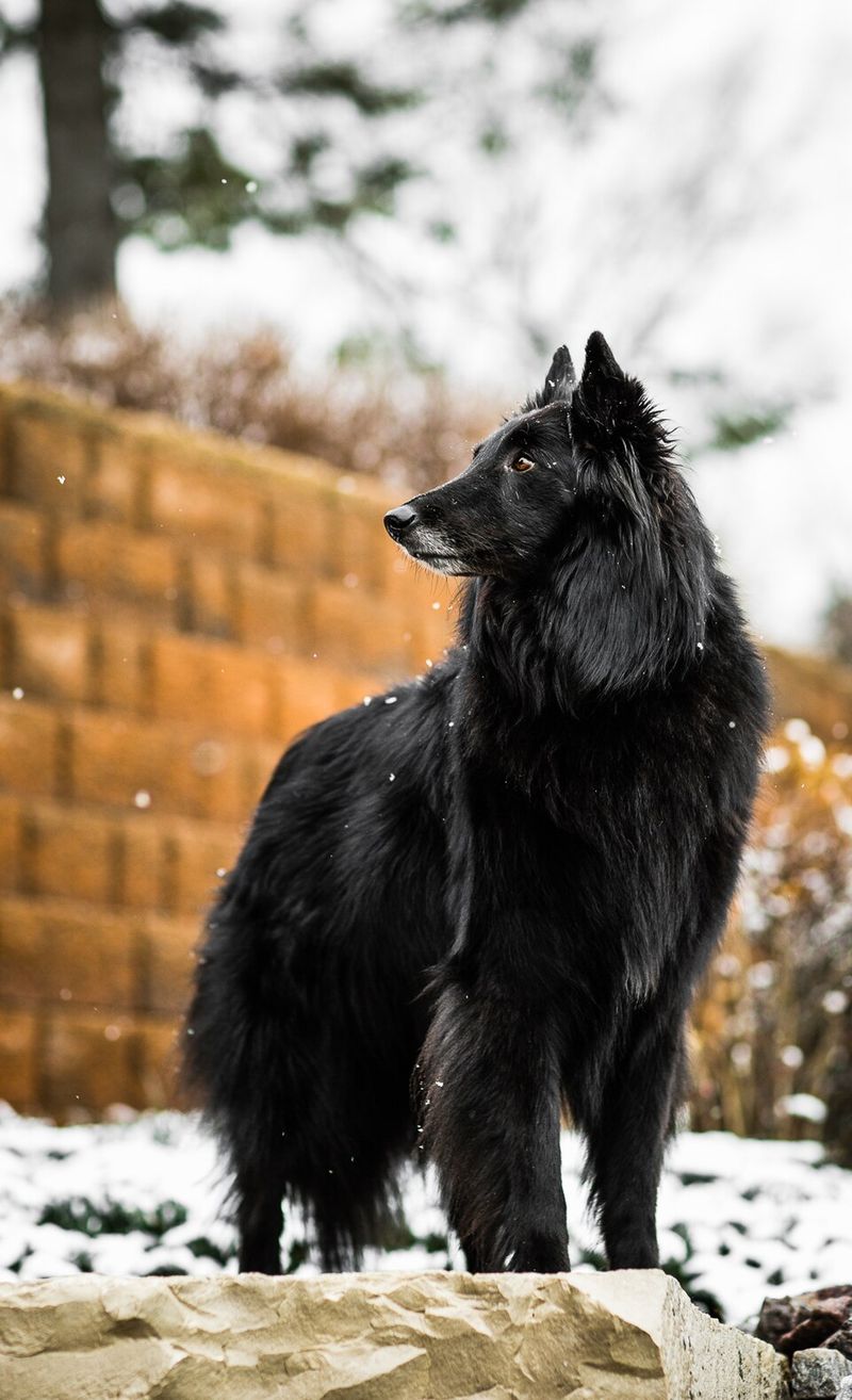 15 dog breeds that feel like they were made for wild hills and rough weather 5 Belgian Sheepdog