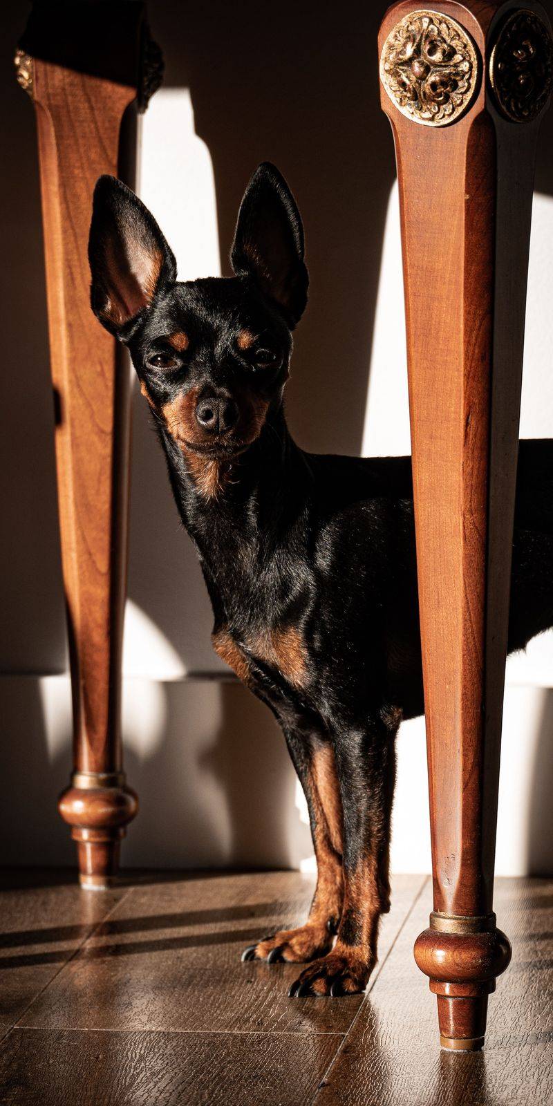 Miniature Pinscher