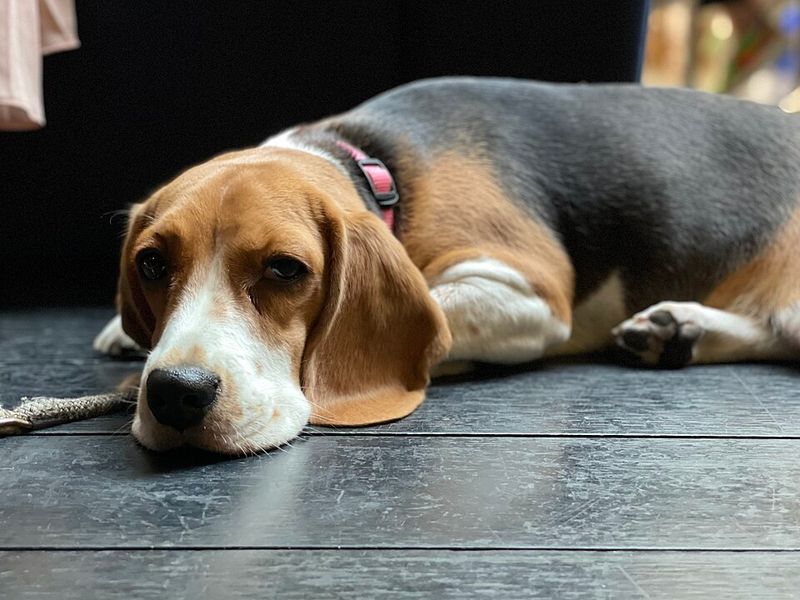 11 dog breeds that can make even experienced owners question everything they know about dogs 10 Beagle
