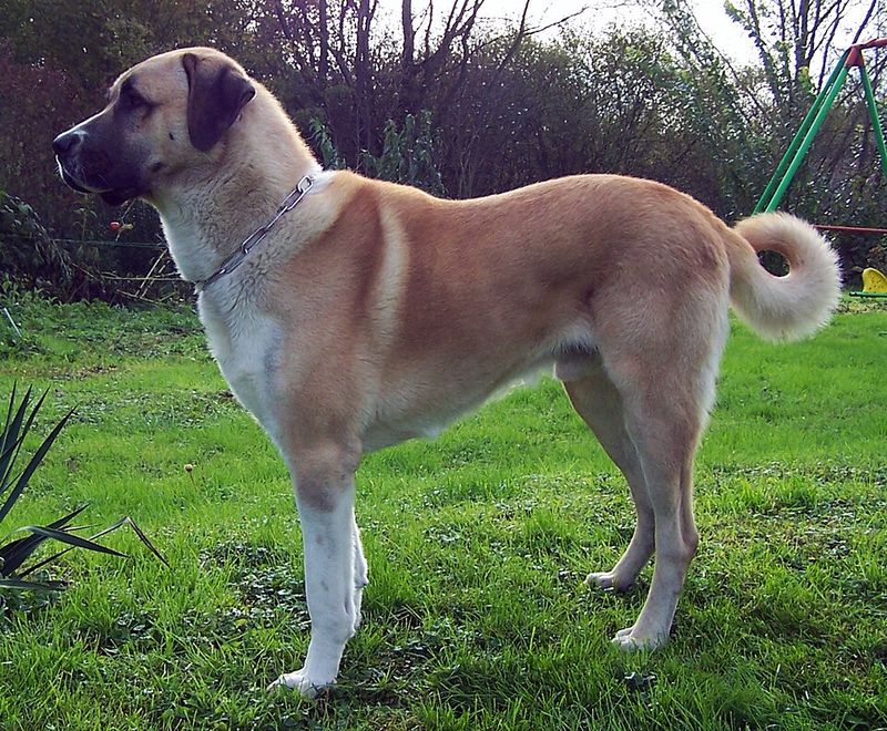 Big dogs can mean big responsibilities - these breeds require owners who know exactly what they're taking on 13 Anatolian Shepherd Dog