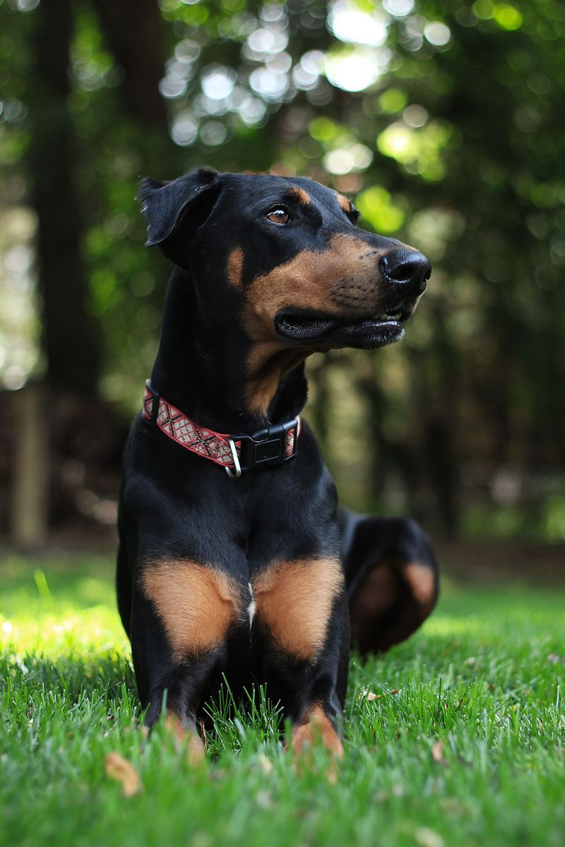 Doberman Pinscher