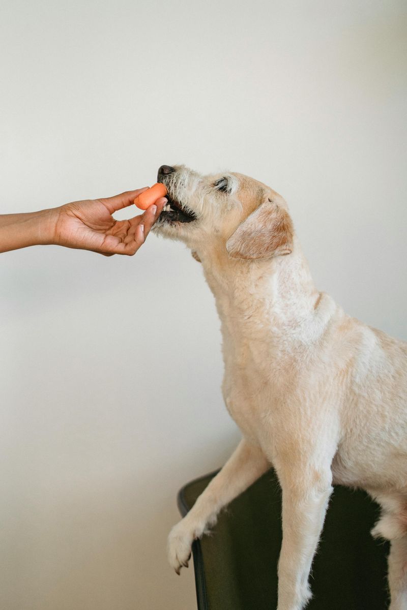 9 foods people think are dangerous for dogs but are usually fine 2 Carrots