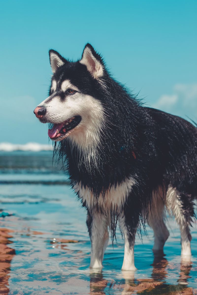 Alaskan Malamute