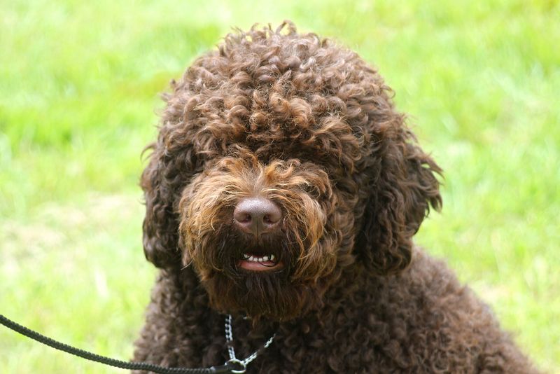 16 dog breeds that react differently depending on the time of day 14 Barbet