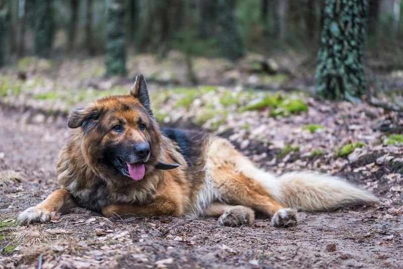12 emotionally loyal dog breeds that connect deeply in subtle ways 8 German Shepherd